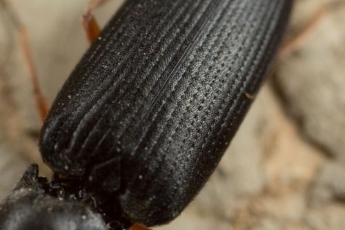 Réf. 248 525 : Cardiophorus sp.